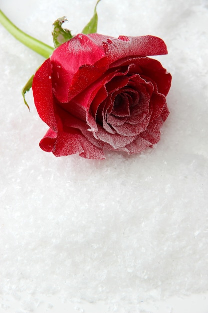 Rosa vermelha em fundo de neve