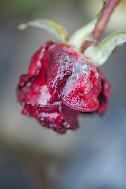 Rosa vermelha em pequenos cristais de gelo no jardim Rosa coberta de neve