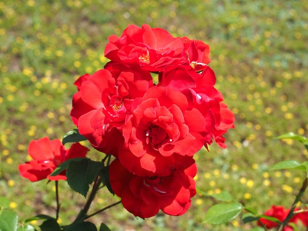 Rosa vermelha flor nome científico Rosa