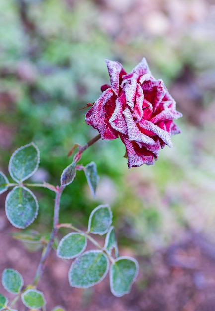 Rosa vermelha florescendo coberta de gelo após a primeira geada do outono.