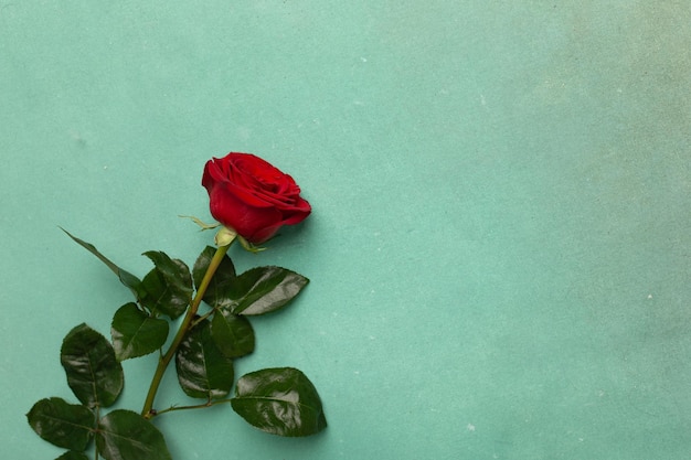 Rosa vermelha florescendo em um espaço de cópia de fundo de textura verde