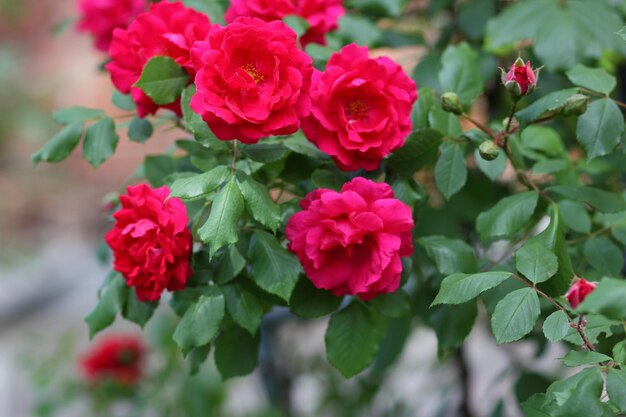 Rosa vermelha florescendo no jardim Vista aproximada de lindas flores rosas vermelhas Rosa vermelha colorida no jardim