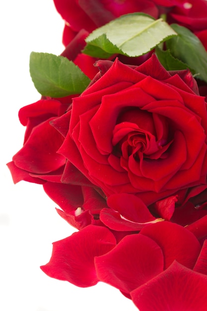 Rosa vermelha fresca com a borda das pétalas isolada