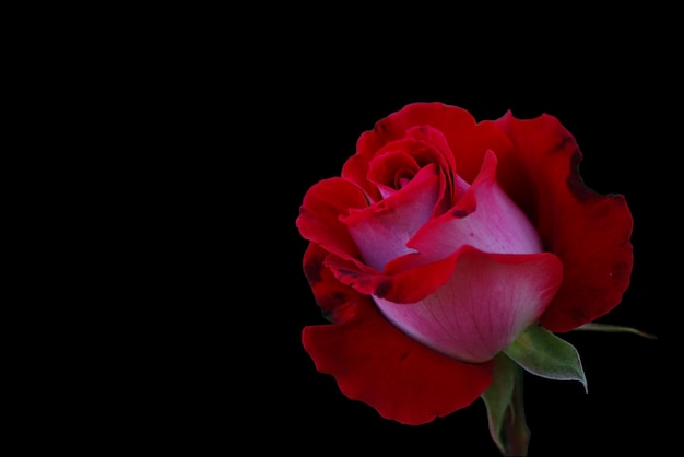 Rosa vermelha fresca em fundo preto para o favorito