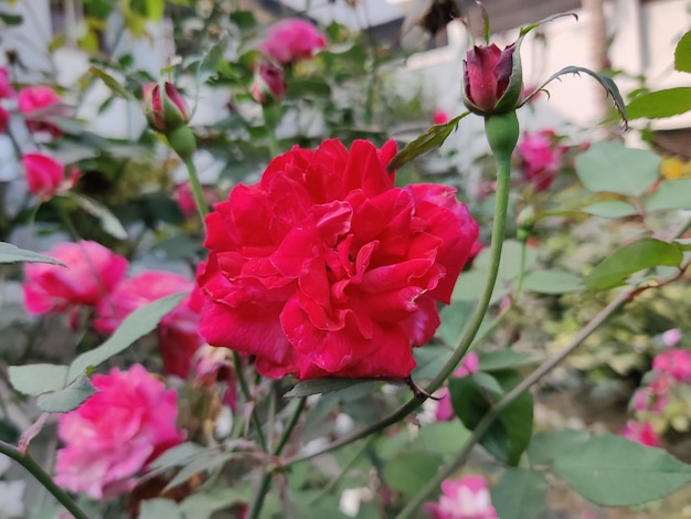 Rosa vermelha isolada em fundo natural.