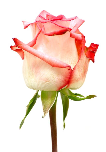 Rosa vermelha isolada em um fundo branco