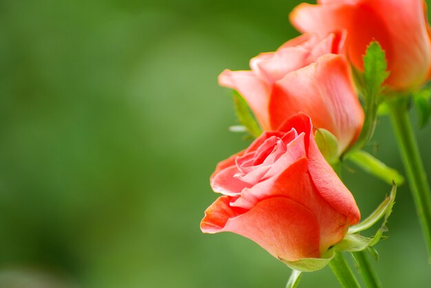 Rosa vermelha isolada em um fundo verde