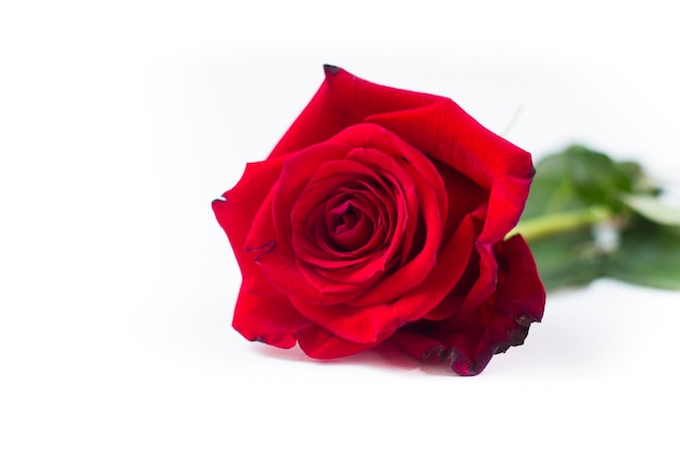 Rosa vermelha isolada no fundo branco Elemento de design para banner ou cartaz de cartões