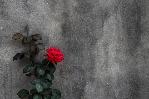 Rosa vermelha linda no fundo da parede de concreto cinza