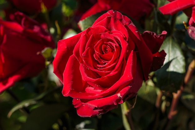 Rosa vermelha molhada escura com gotas de água. rosa do vermelho no dia de garden.wedding. pétalas de rosa e corações presente de dia dos namorados. buquê de feliz aniversário. grupo de flores present.big