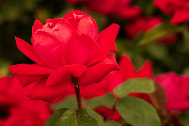 Rosa vermelha no galho do jardim