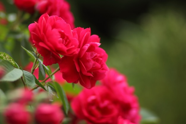 Rosa vermelha no galho. Floração de rosas vermelhas para dia dos namorados. Copie o espaço