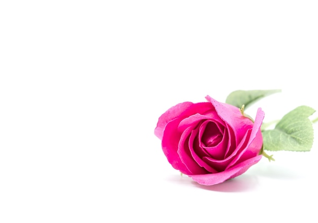 Rosa vermelha para o dia dos namorados e o dia mais doce, isolado no fundo branco