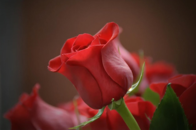 Foto rosa vermelha romântica com o fundo desfocado