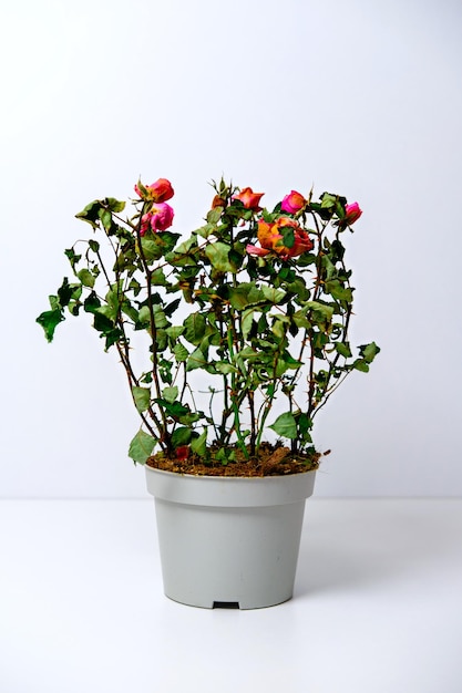 Rosa vermelha seca em vaso sobre fundo branco, maus cuidados com flores