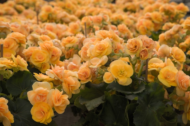 rosa vieja en el jardín