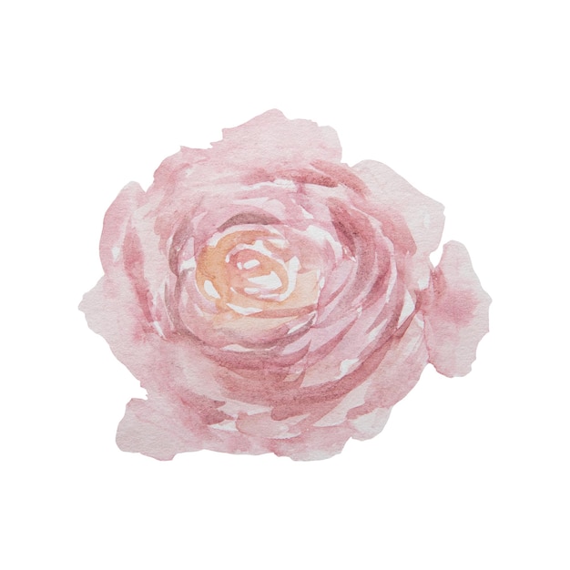 Rosa vintage desenhada à mão em aquarela isolada no fundo branco