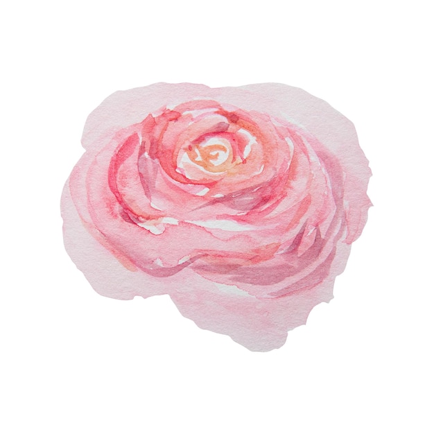 Rosa vintage desenhada à mão em aquarela isolada no fundo branco