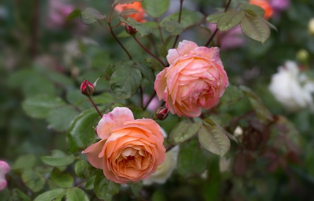 Rosa violeta rosa brillante con capullos en el jardín en un día soleado