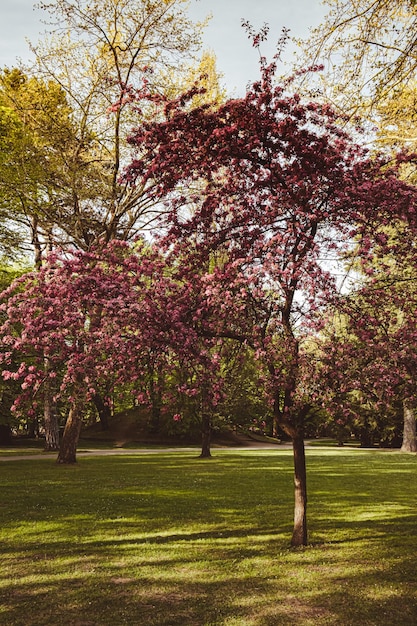 Rosa violette Blüten der Kirschblüte am Kirschbaum hautnah Blühende Blütenblätter der Kirschblüte Helle Blumenszene mit natürlichem Licht Wallpaper Hintergrund für Grußkarten Kopieren Sie Platz