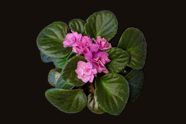 Rosa violette Zimmerpflanze auf schwarzem Hintergrund