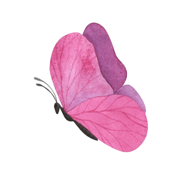 Rosa violetter Schmetterling mit detaillierten Flügeln isoliert Aquarell handgezeichnete realistische Insektenillustration für Design