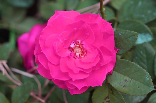 Rosa, vista de ângulo de perto