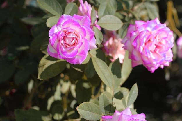 Rosa, vista de ângulo de perto