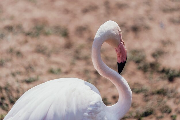 Rosa Vogelflamingo, der am Park steht