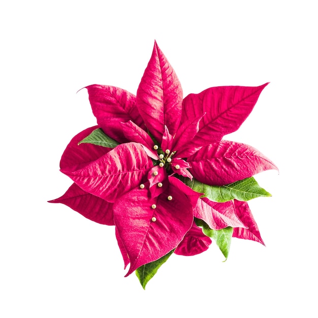 Rosa Weihnachtsstern