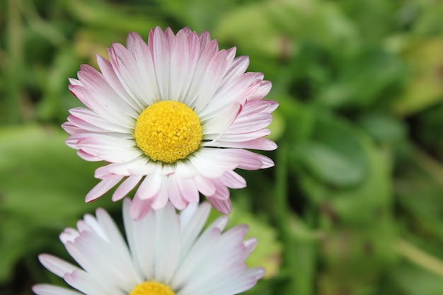 Rosa-weiße kleine Blume vom Typ Lilly