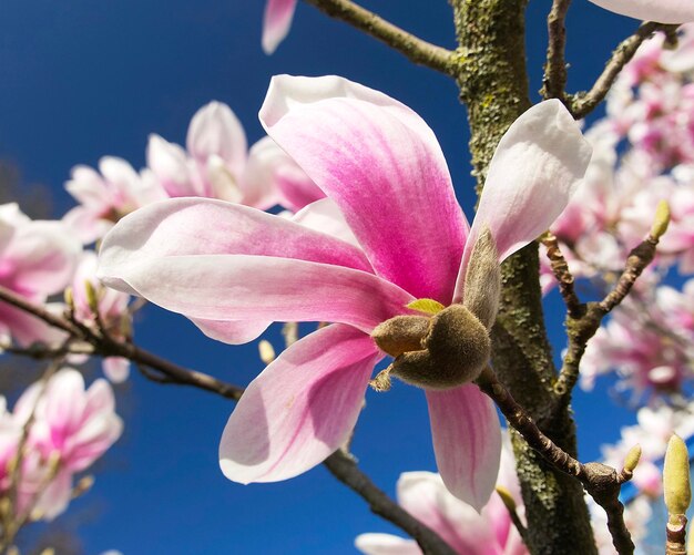 Rosa-weiße Magnolienblüte Nahaufnahme auf dem Hintergrund eines blauen Himmels an einem sonnigen Frühlingstag