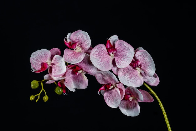 Rosa weiße Orchideenblume auf schwarzem Hintergrund schließen