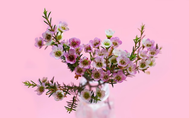 Rosa weiße Waxflower auf rosa Hintergrund