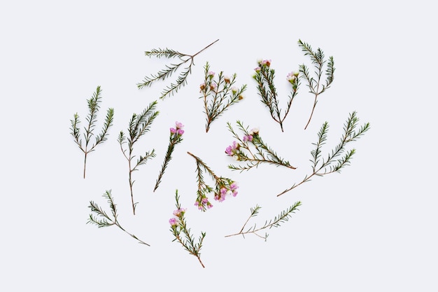 Rosa weiße Waxflower auf weißem Hintergrund