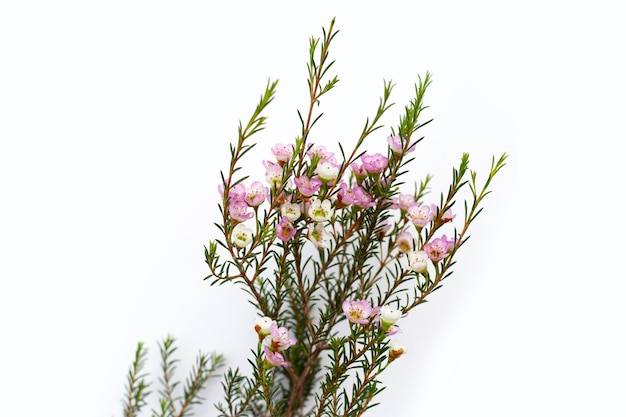 Rosa weiße Waxflower auf weißem Hintergrund