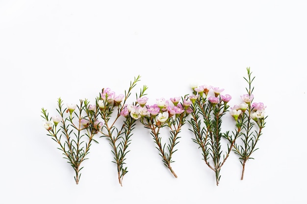 Rosa weiße Waxflower auf weißem Hintergrund