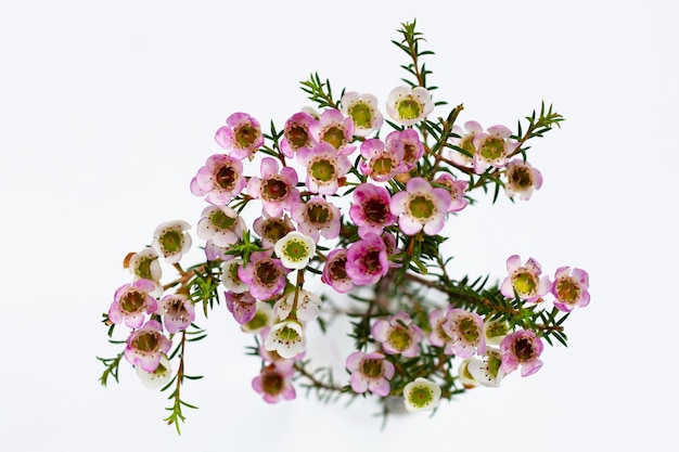 Rosa weiße Waxflower auf weißem Hintergrund