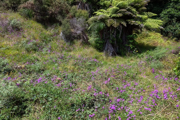 Rosa Wildblumen blühen in der Nähe von Hahei in Neuseeland