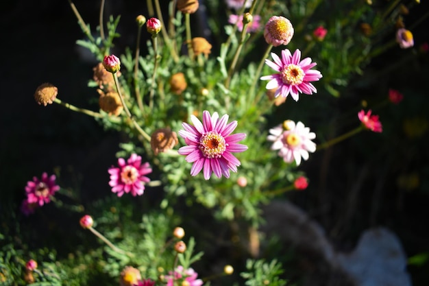 Rosa Wildblumen-Makro-Hintergrund