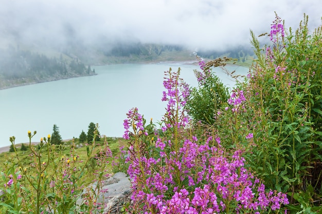 Rosa Wildblumen mit Regentropfen auf dem Hintergrund des großen Almaty-Sees