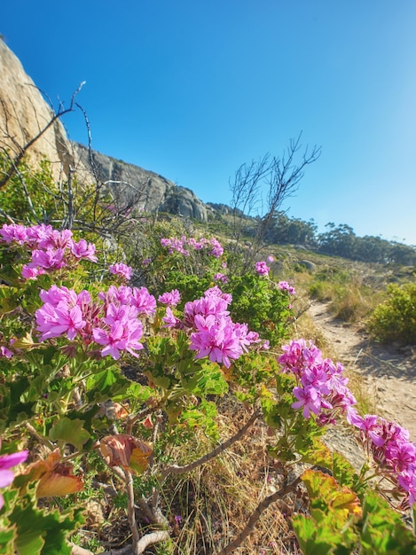 Rosa wilde Blumen neben einem Wanderweg an einem sonnigen Tag in Kapstadt im Sommer Helle Malvablüten wachsen auf dem Tafelbergwanderweg in Südafrika Ureinwohnernatur in einem Nationalpark