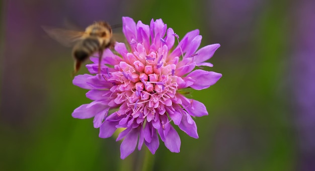 Rosa wilde Kornblume Nahaufnahme selektiver Fokus