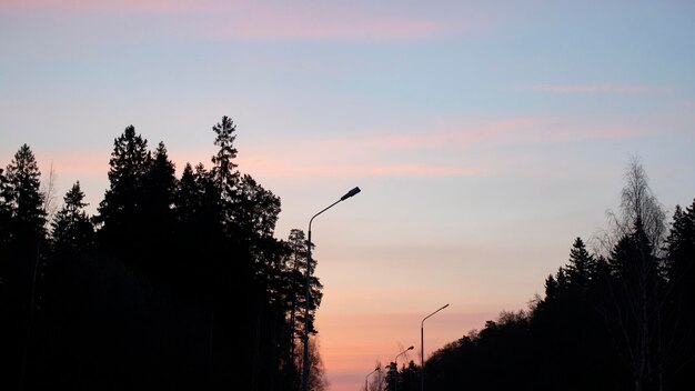 Rosa Wolken bei Sonnenuntergang und Silhouetten von Bäumen