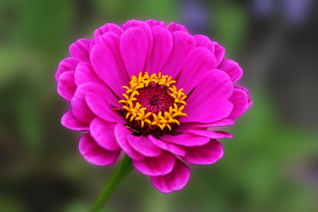 Rosa Zenia wird elegant in den Sonnenschein einer Zine-Blume eines Sommertages getaucht, die auf dem Hintergrund anmutig ist