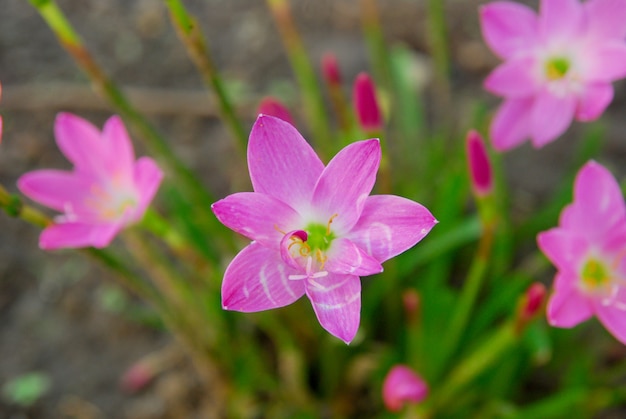 Foto rosa zephyranthes blumen blühen im garten