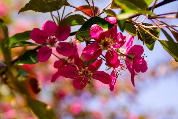 Rosa Zierapfel blüht im Frühling auf einem Baumzweig