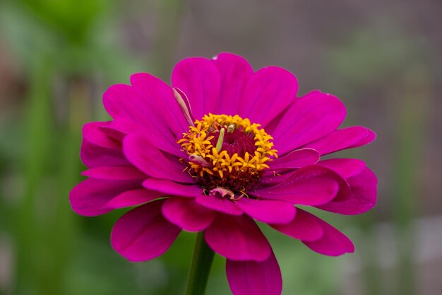 Rosa Zinnia Blume Graden Fotografie Nahaufnahme Gartenblume mit rosa Blütenblättern Makrofotografie