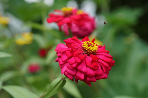 Rosa Zinnia Violacea flores con una pequeña abeja en el jardín