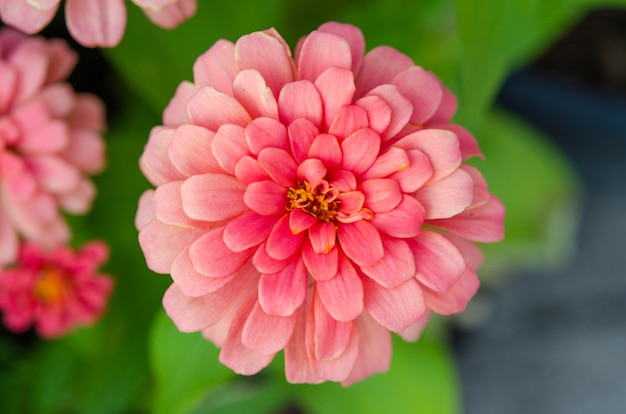 Rosa Zinniablume